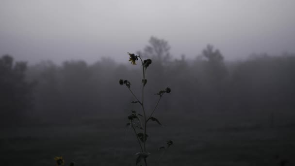 Sunflower Blows Gently Wind Cloudy Foggy Cool Morning Kansas Distant — Video Stock