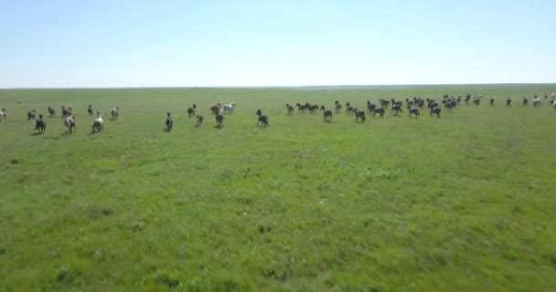 Aerial Drone Shot Follows Herd Wild Horses Run Green Prairie — Vídeos de Stock
