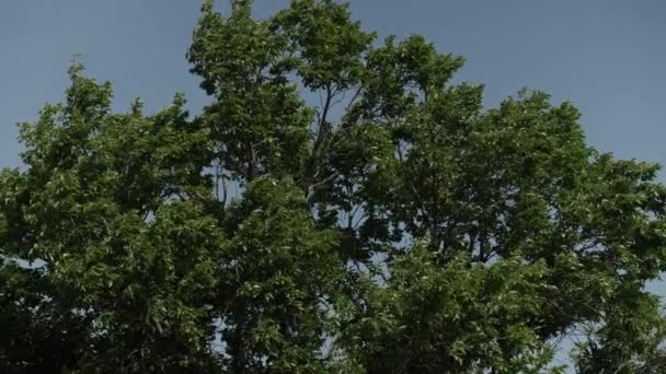 Een Boom Zijn Takken Bladeren Waait Wind Voor Een Blauwe — Stockvideo