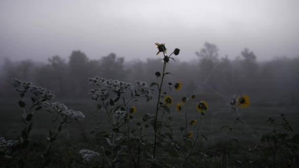 Klidné Mlhavé Ráno Kansasu Slunečnicí Pavučinou Zpomaleném Filmu — Stock video