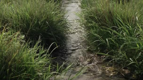 Pan Shot Quiet Calm Trickling Stream Water Middle Kansas Prairie — стоковое видео