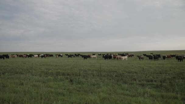 Slow Motion Shot Distant Herd Cows Green Grass Kansas Prairie — 비디오