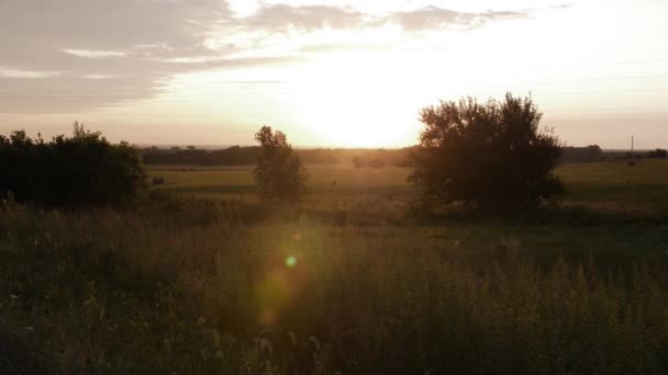 Желто Оранжевый Восход Солнца Между Тремя Деревьями Поле Канзасе — стоковое видео