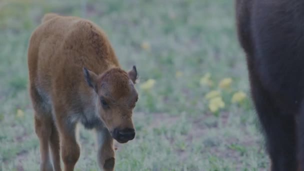 野牛小牛犊跟随它的母亲在草原上 — 图库视频影像