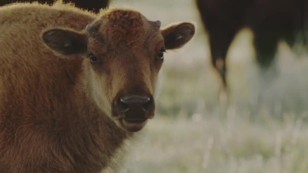 Sleepy Bison Calf Looking Camera — Stockvideo