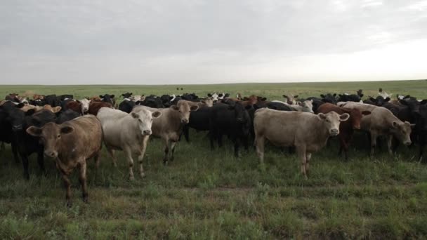 Slow Motion Shot Herd Cows Looking Watching Stand Kansas Prairie — Stockvideo