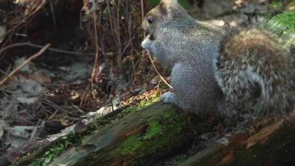 Slow Motion Squirrel Sitting Mossy Tree Trunk Eating Mushrooms — стоковое видео