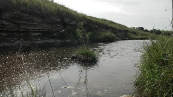 Mały Cichy Spokojny Strumyk Przepływa Przez Zielone Pole Prerii Otoczone — Wideo stockowe