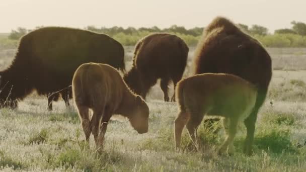 Rodzina Żubrów Prerii Zachodzie Słońca — Wideo stockowe