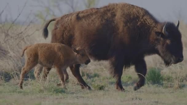 Bison Calf Walking Mother Field — стоковое видео