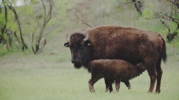 野牛在草原上觅食 — 图库视频影像
