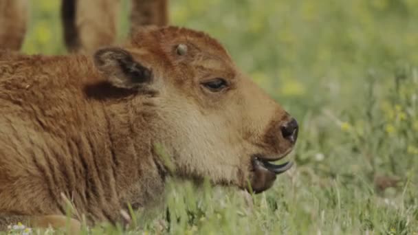 Bison Calf Yawning Sunshine — Stock Video