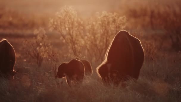 Family Bison Grazing Prairie Sunset — Stockvideo