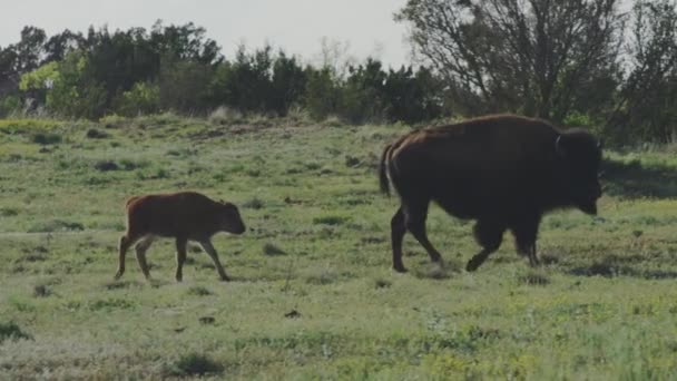 Bison Calf Mother Prairie — Vídeos de Stock