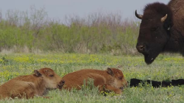 Bison Calves Resting Prairie — Stockvideo