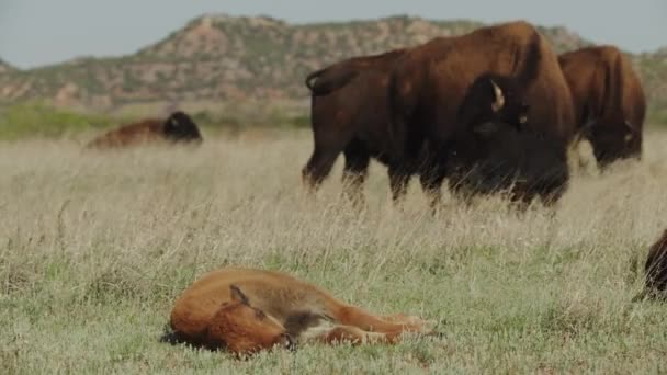 草原で昼寝をしているバイソン子牛 — ストック動画