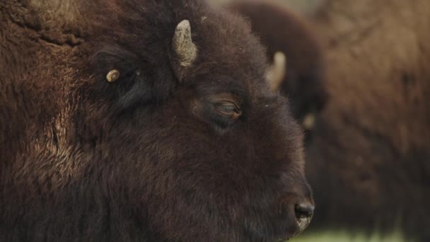 Zoom Lento Fuera Familia Bisontes Cañón — Vídeos de Stock