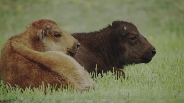 Bison Calves Resting Prairie — Wideo stockowe