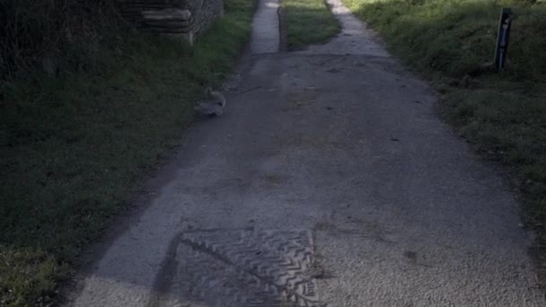 Squirrel Running Ford Park Cemetery Plymouth — Stockvideo