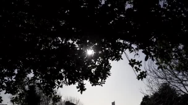 Sun Light Leaks Tree Branches — Vídeo de Stock
