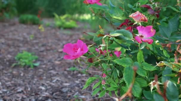 Vista Una Flor Rosa — Vídeo de stock