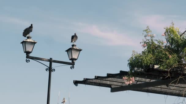 Casal Aves Coragyps Atratus Empoleiradas Poste Luz Pública Rua Descansando — Vídeo de Stock