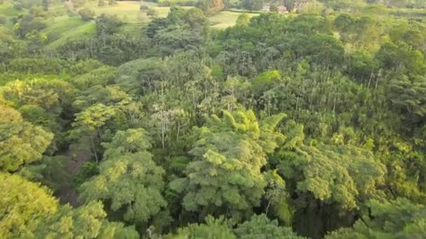 Rivieren Bomen Van Colombia — Stockvideo