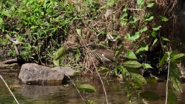 Stalking Prey Wading Water Edge Stream Chinese Pond Heron Ardeola — Vídeos de Stock