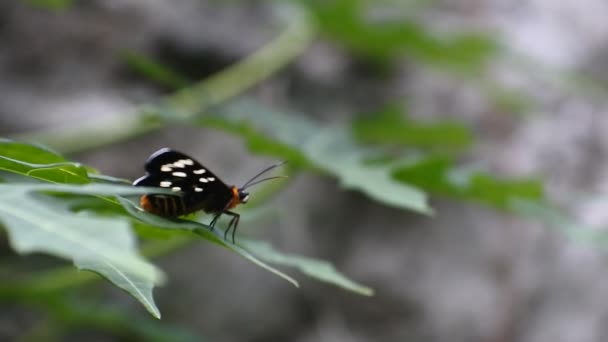 Schmetterling Hockt Auf Unkraut Makro Video — Stockvideo