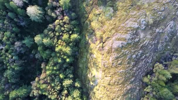 Aerial Mossy Forest Vancouver Island Canada Lone Tree Hill — Wideo stockowe