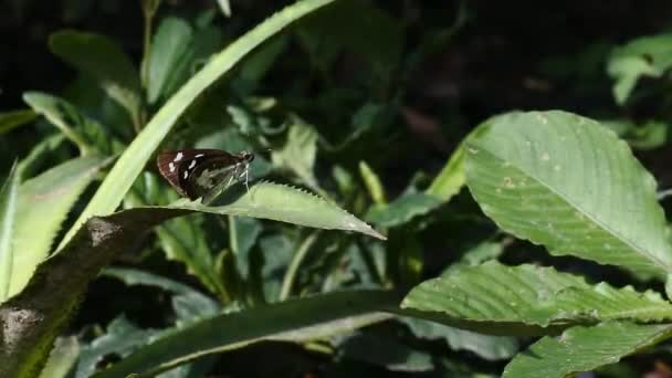 Бабочка Сидящая Сорняках Макровидео — стоковое видео