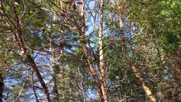 Árbol Arbutus Arbutus Menzeisii Isla Vancouver Canadá — Vídeos de Stock