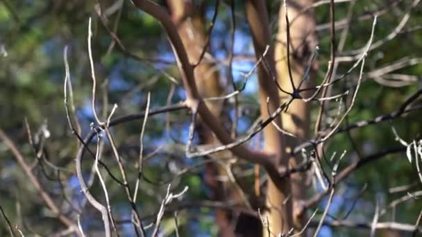 Arbutus Tree Arbutus Menzeisii Ilha Vancouver Canadá — Vídeo de Stock