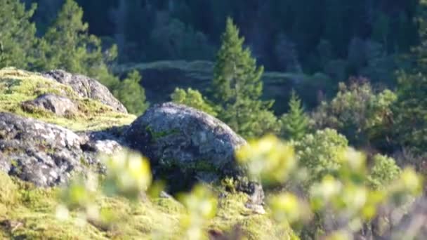 Close Bush Rock Bluff Vancouver Island Canada Lone Tree Hill — Stock Video