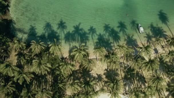 Filmagem Aérea Praia Tropical Com Coqueiros Sombra Das Palmeiras Oceano — Vídeo de Stock