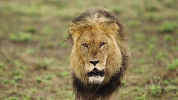 Ein Ausgewachsener Männlicher Löwe Auf Grünem Gras Zentralen Kalahari Wildreservat — Stockvideo