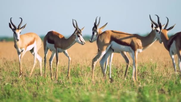 Springbok行走在博茨瓦纳卡拉哈里狩猎保护区中部的一群人 — 图库视频影像