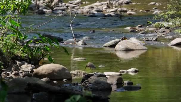 Sur Rocher Ombre Forêt Retournant Pour Changer Position Face Ruisseau — Video