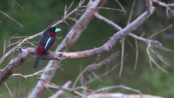 Perched Left Side Looking Right Just Relaxing Roosting Night Black — ストック動画