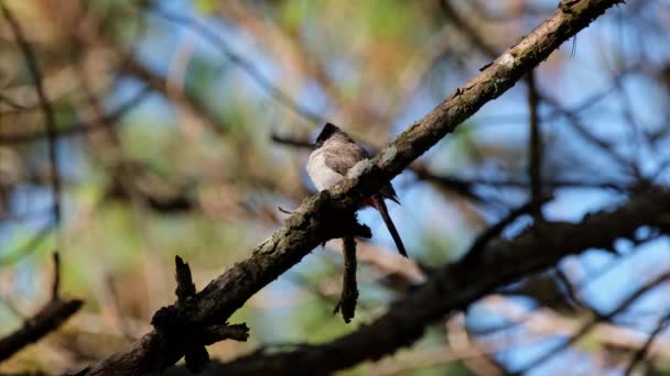 Perché Sur Une Branche Pin Regardant Vers Son Épaule Droite — Video