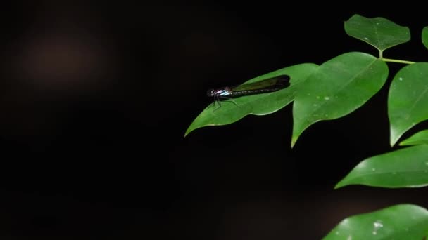 叶子随风飘扬 然后又飞起来 一次又一次地返回泰国的Khao Yai国家公园 Heliocypha Biforata Chlorocyphidae — 图库视频影像