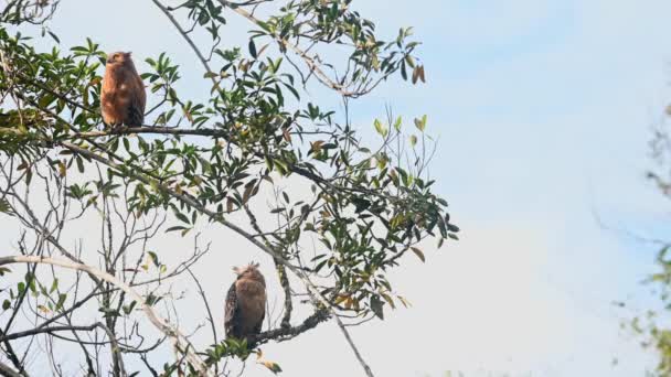 母親のフクロウが上を見上げている間 左側に飛び跳ねているのは タイのカオ ヤイ国立公園 バフィー フィッシュ フクロウ ケツパ ケツプ — ストック動画