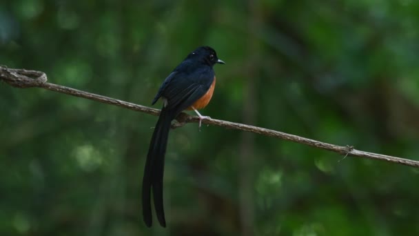 Lovely Tail Display While Perched Vine Flies Away White Rumped — Video