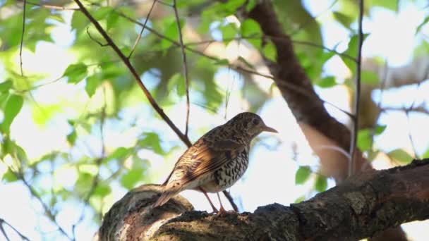 Rare Migrant Thaïlande Peut Être Difficile Trouver Perché Dans Feuillage — Video