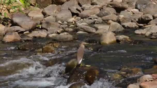 Seen Its Back Turns Face Left While Rock Middle Stream — Stok Video