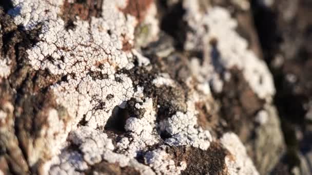 Lichen Covered Rock Sunset Light — Vídeo de Stock