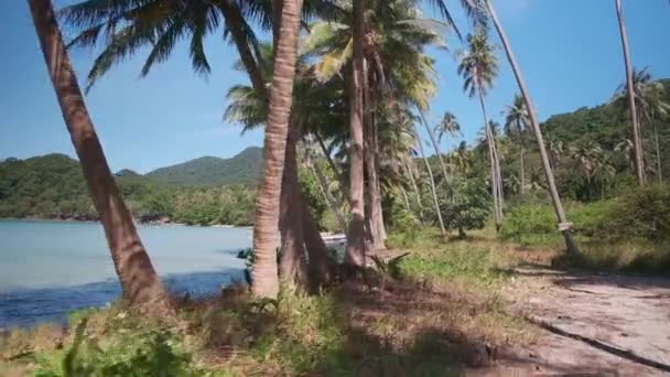 Тропические Острова Пальмы Пляж — стоковое видео
