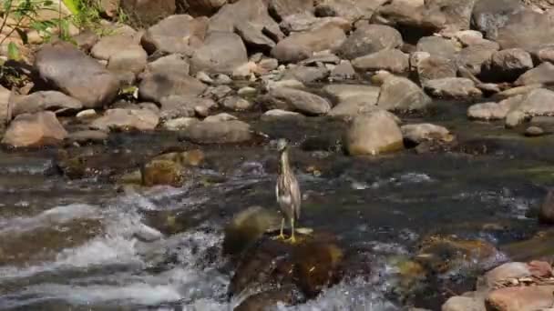 Der Chinesische Teichreiher Ardeola Bacchus Thront Auf Einem Felsen Inmitten — Stockvideo