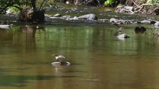 Perched Rock Middle Stream Flies Away Left Chinese Pond Heron — Video Stock