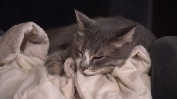 Cute Gray Cat Falling Asleep Sofa White Blanket Indoors Relaxing — Stock video